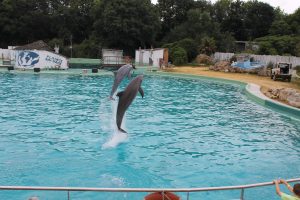 Le spectacle des dauphins